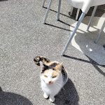 Photo n°1 de l'avis de María. fait le 08/03/2022 à 08:57 sur le  Tasquinha da Poncha à Serra de Agua