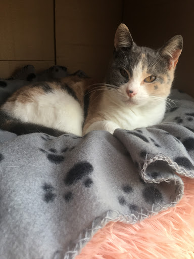 Clínica Veterinaria La Marina en Dénia