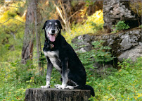 Big White Dog Photography | Pet Photographer - Photo 5 - Car repair in , Spokane Valley