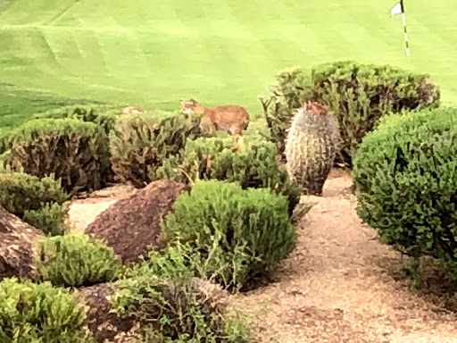 Golf Club «Troon North Golf Club», reviews and photos, 10320 E Dynamite Blvd, Scottsdale, AZ 85262, USA