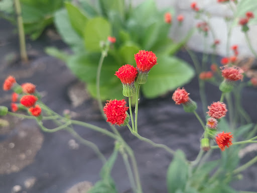 Park «Lilacia Park», reviews and photos, 150 S Park Ave, Lombard, IL 60148, USA