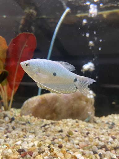 Pet Store «Pet World Warehouse Outlet», reviews and photos, 2148 W Beltline Hwy, Madison, WI 53713, USA