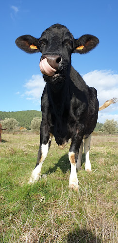 Santuário Animal Vida Boa - Associação