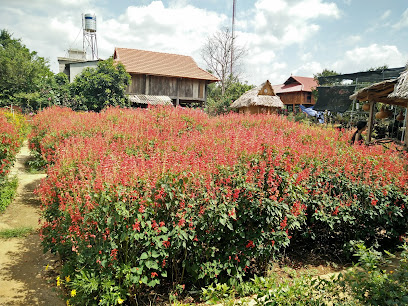 Vườn hoa lan Dâu Tây Tun Sơn