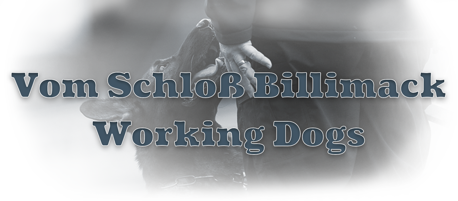 vom Schloss Billimack Working Dogs