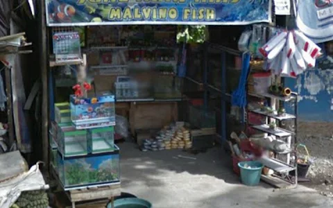 Malvino Fish image