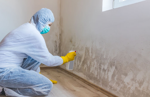 Mold Experts of South Bend