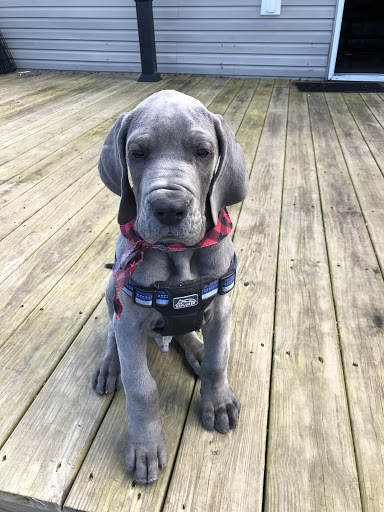 Pet Supply Store «Pet Supplies Plus», reviews and photos, 4405 Milestrip Rd, Blasdell, NY 14219, USA