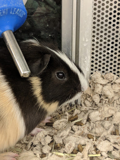 Pet Supply Store «Petco Animal Supplies», reviews and photos, 1018 Mt Prospect Plaza, Mt Prospect, IL 60056, USA