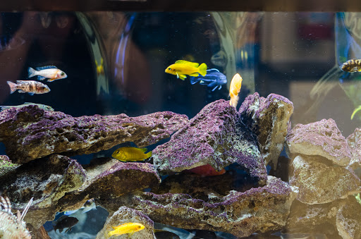 Pet Store «Fins and Skins», reviews and photos, 8451 49th St N, Pinellas Park, FL 33781, USA