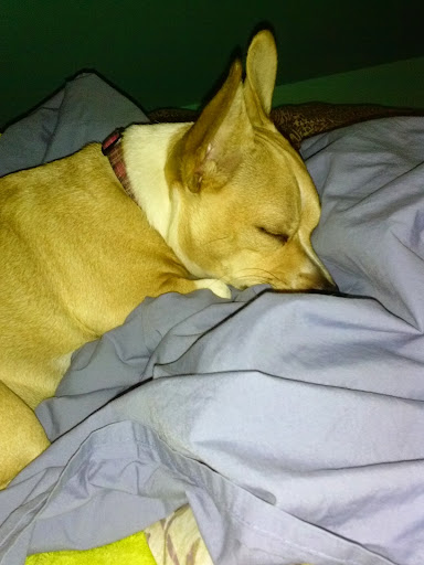 Public Golf Course «Neshaminy Valley Golf Club - OPEN to PUBLIC», reviews and photos, 440 Almshouse Rd, Richboro, PA 18954, USA