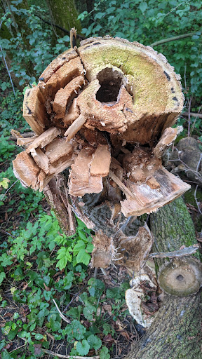 Nature Preserve «Arthur L. Janura Forest Preserve», reviews and photos, IL-58, Elgin, IL 60120, USA