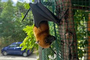 Flying fox. you can give food to this fox. image