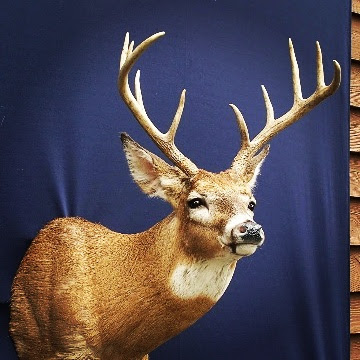 Cliff's Taxidermy