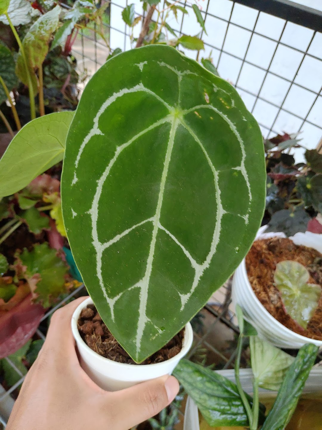 Monstera Cafe and Garden Center