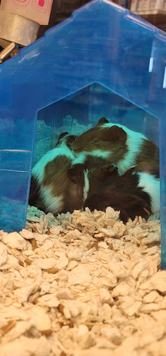 Pet Supply Store «PetSmart», reviews and photos, 2940 Chapel Hill Rd, Douglasville, GA 30135, USA