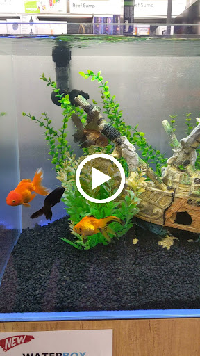 Tropical Fish Store «Premier Aquatics», reviews and photos, 1801 Roswell Rd, Marietta, GA 30062, USA