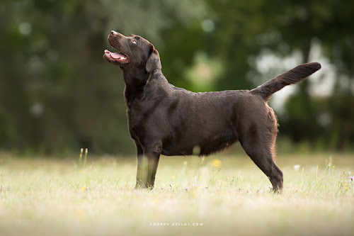 Labradors du Grand Trianon à Verchain-Maugré