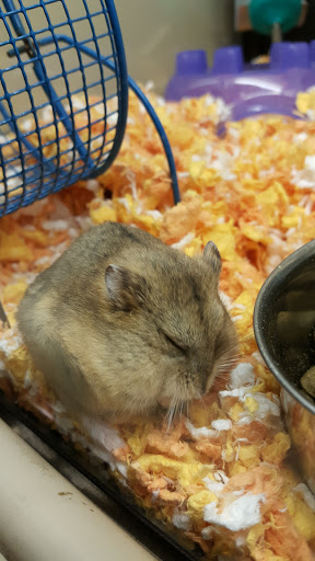 Pet Supply Store «PetSmart», reviews and photos, 19075 Interstate 45 S, Shenandoah, TX 77385, USA