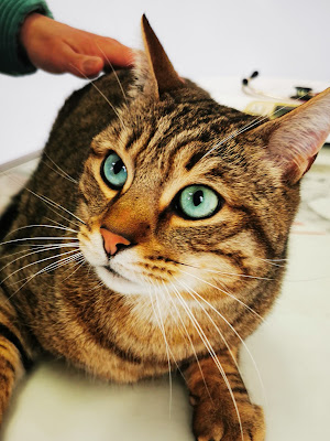 Clinique vétérinaire Victor Hugo ANGOULEME Docteur Crouail - Dr Aussavy - Dr Gaitan à Angoulême