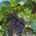 Photo n°2 de l'avis de Heinz.e fait le 15/09/2021 à 15:47 sur le  Ristorante Pizzeria la Rosa à Cavaion Veronese