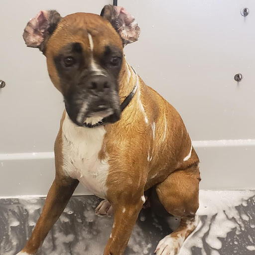 Pet Supply Store «Pet Food Gone Wild», reviews and photos, 2415 Southern Blvd SE, Rio Rancho, NM 87124, USA