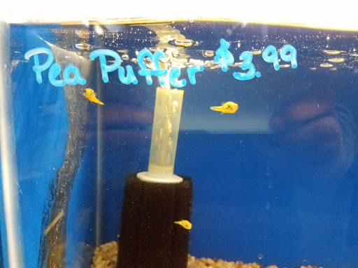 Tropical Fish Store «Aquatic Treasures/Bruces Pond Shop», reviews and photos, 20708 Gudith Rd, Brownstown Charter Twp, MI 48183, USA