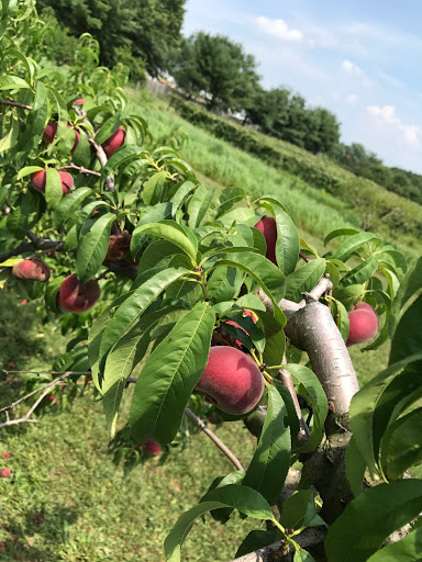 Winery «Heritage Vineyards», reviews and photos, 480 Mullica Hill Rd, Mullica Hill, NJ 08062, USA