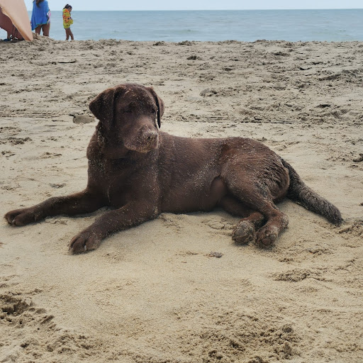 Clínica Veterinaria Isla Cristina en Isla Cristina