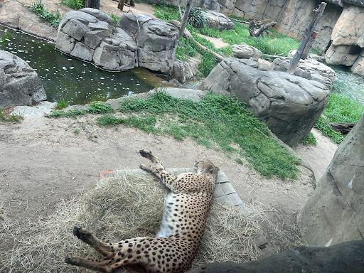 Transit Stop «Dallas Zoo Station», reviews and photos, 614 S. Ewing Avenue, Dallas, TX 75203, USA