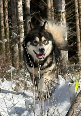 Elevage Alaskan Malamute Of Lapland Polarlights à Saint-Stail