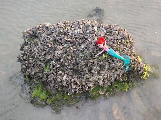 Nature Preserve «San Carlos Bay - Bunche Beach Preserve», reviews and photos, 18201 John Morris Rd, Fort Myers, FL 33908, USA