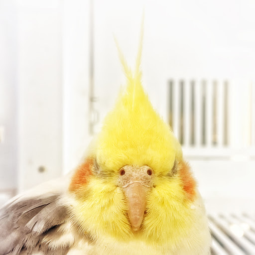 Pet Supply Store «Petco Animal Supplies», reviews and photos, 3284 Jefferson St, Napa, CA 94558, USA