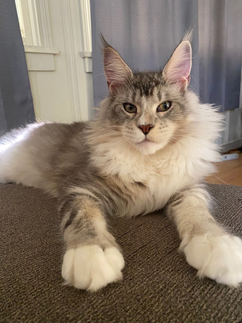 Aristocatic Maine Coons