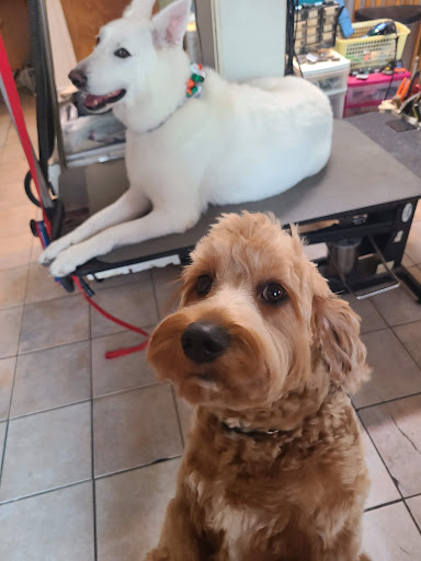 Pet Store «Rainbow Pet Supplies», reviews and photos, 3940 58th St, Woodside, NY 11377, USA