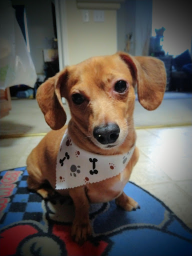 Pet Supply Store «Hap-E-Dog Natural Food & Barkery», reviews and photos, 10940 S Eastern Ave #110, Henderson, NV 89052, USA