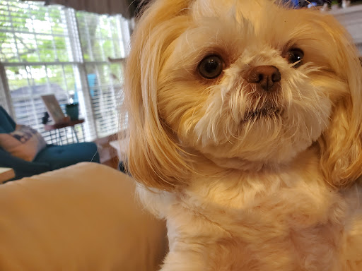 Bow Wow Resort and Spa