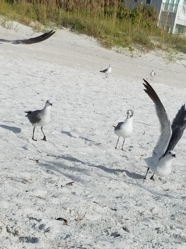 Public Beach «Pass-A-Grille Beach», reviews and photos, 113 11th Ave, Pass-A-Grille Historic District, FL 33706, USA