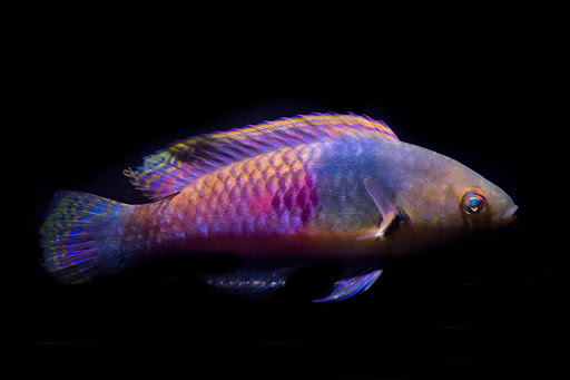 Aquarium «VIP Reef Aquarium», reviews and photos, 16300 SW 137th Ave #121, Miami, FL 33177, USA