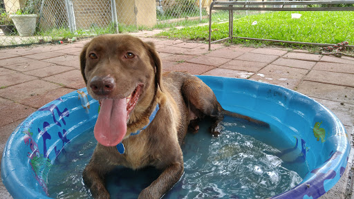 Animal Protection Organization «Humane Society of Dallas County/Dog and Kitty City», reviews and photos