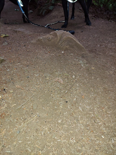 Nature Preserve «Illahee Preserve», reviews and photos, 3200 NE Riddell Rd, Bremerton, WA 98310, USA