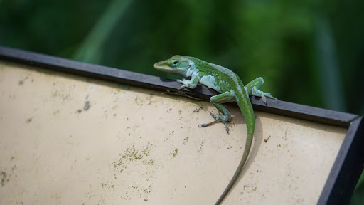 Nature Preserve «Tree Hill Nature Center», reviews and photos, 7152 Lone Star Rd, Jacksonville, FL 32211, USA
