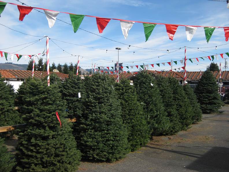 Corrigan Christmas Trees