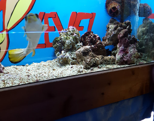 Tropical Fish Store «Sea Level», reviews and photos, 8590 Excelsior Blvd, Hopkins, MN 55343, USA