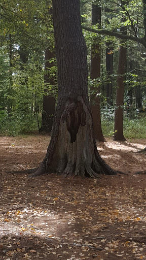 Golf Course «Amesbury Pines Disc Golf Course», reviews and photos, Highland St, Amesbury, MA 01913, USA