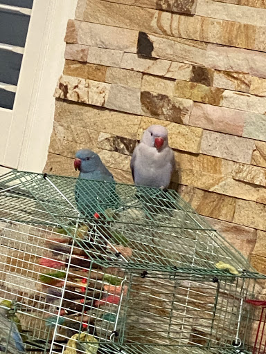 Pet Store «Carters Pet Mart», reviews and photos, 510 N Main St, Manteca, CA 95336, USA