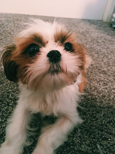 Pet Supply Store «Woof Woof Puppies & Boutique», reviews and photos, 29555 Northwestern Hwy, Southfield, MI 48034, USA