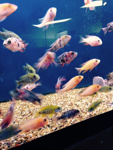 Pet Store «Paradise Fish and Pets», reviews and photos, 5344 FM 1960, Atascocita, TX 77346, USA