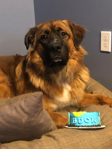 Pet Supply Store «Dog Krazy, Inc.», reviews and photos, 10681 Spotsylvania Ave, Fredericksburg, VA 22408, USA