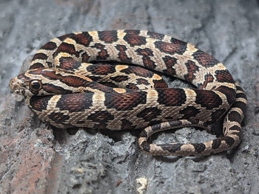 Pet Supply Store «Petco Animal Supplies», reviews and photos, 4915 E 41st St C, Tulsa, OK 74135, USA